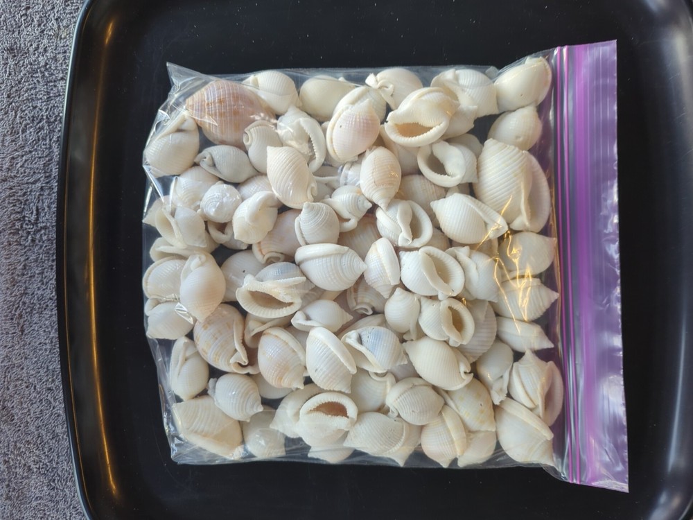Imperfect Scotch Bonnet shells
