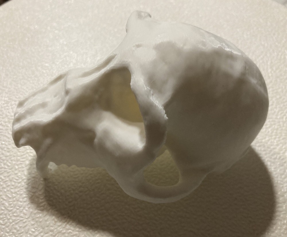 Chimpanzee Skull Replica Uppet 3D Printed