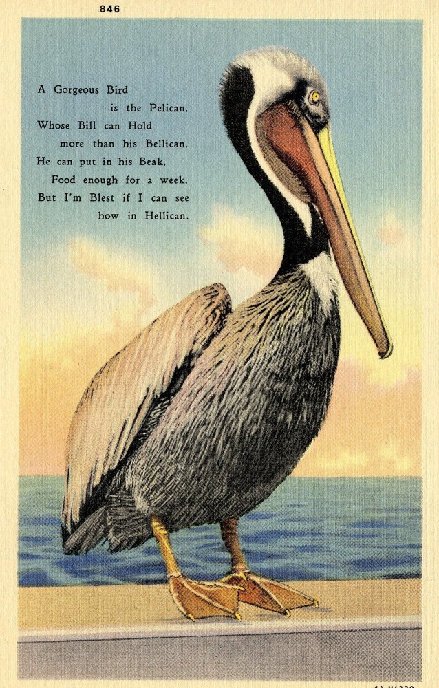 A GORGEOUS BIRD - PC731