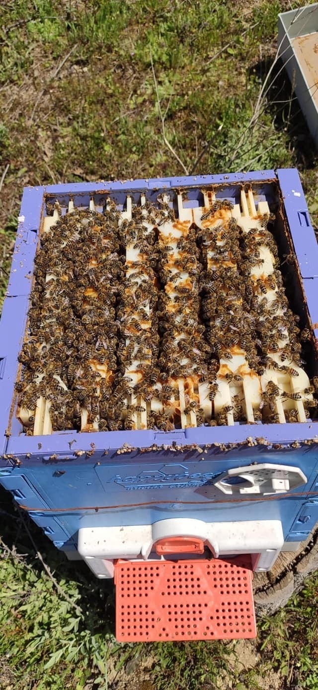 XPS Insulated Mating Nuc 6 Half Langstroth Frames Queen Rearing Perfection