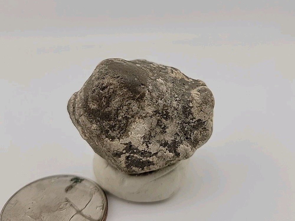 Real Permineralized Reptile Egg Fossil