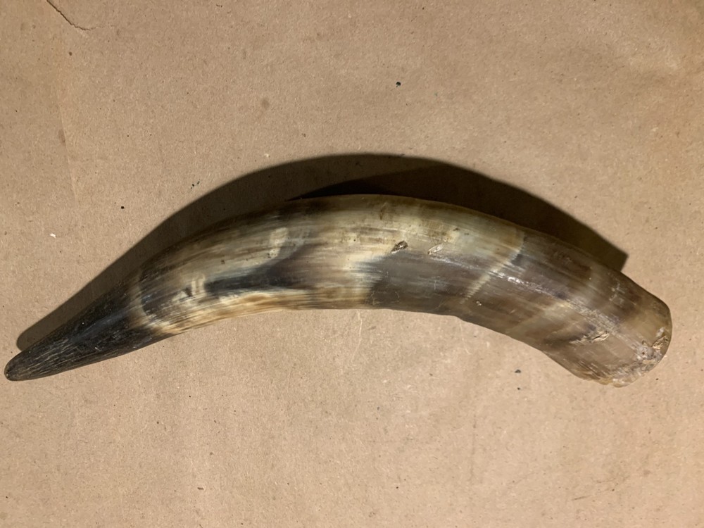 Decorative Cow Horn