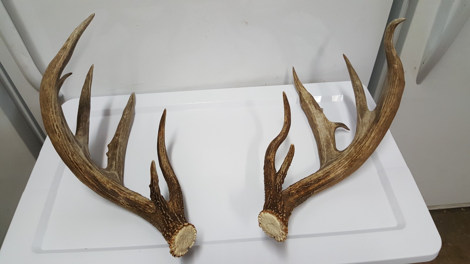 WILD 170" Dark WHITETAIL DEER ANTLER SHED antlers mule mount elk moose