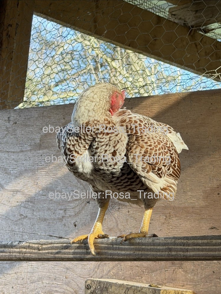 Red white Laced Cornish Bantam Hatching Eggs 10 Pcs