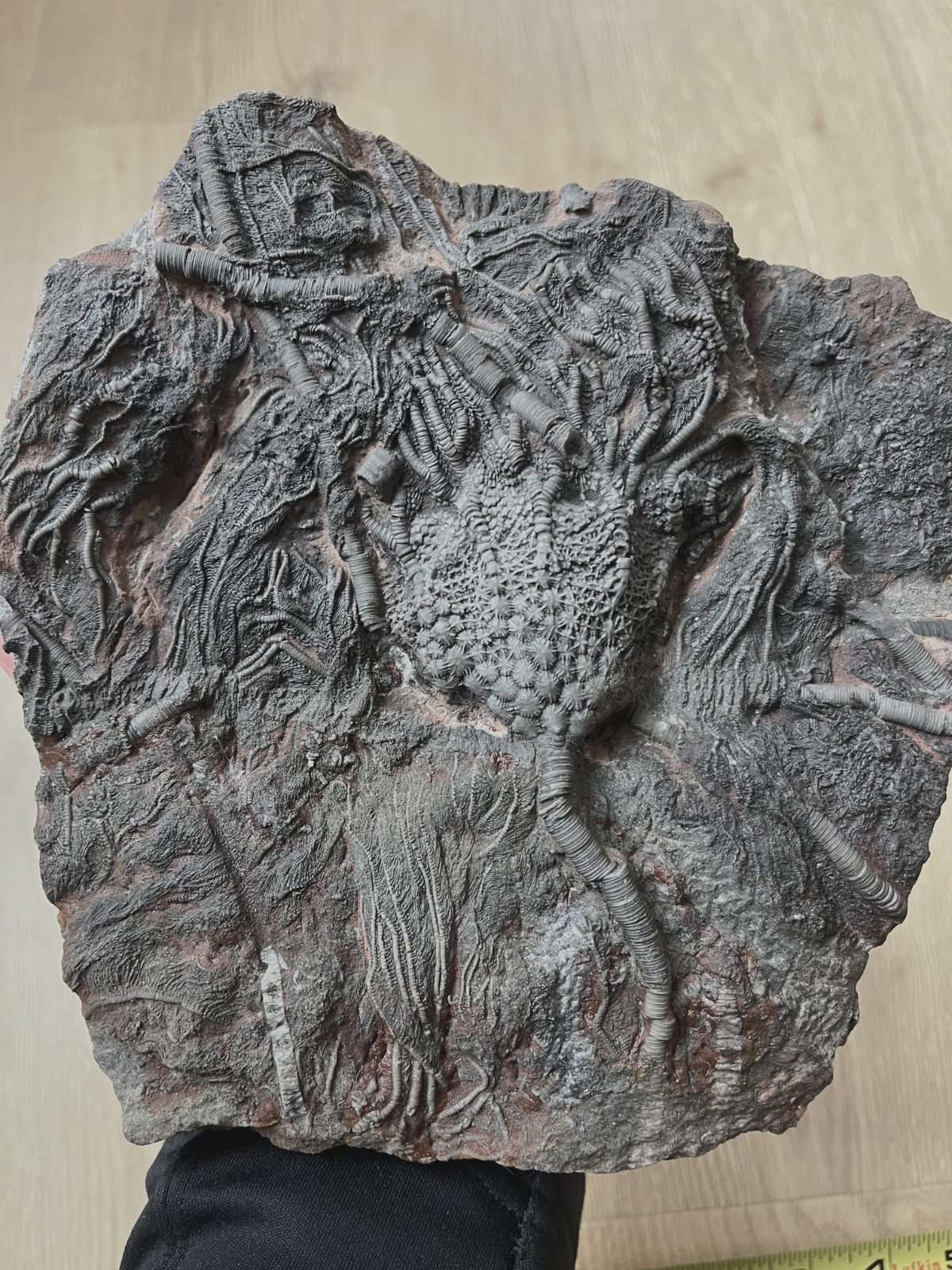 Museum Quality Silurian Crinoid Scyphocrinites Fossil Plate – Morocco