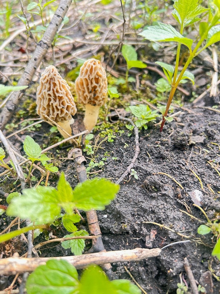 Dehydrated Illinois Morel Mushrooms