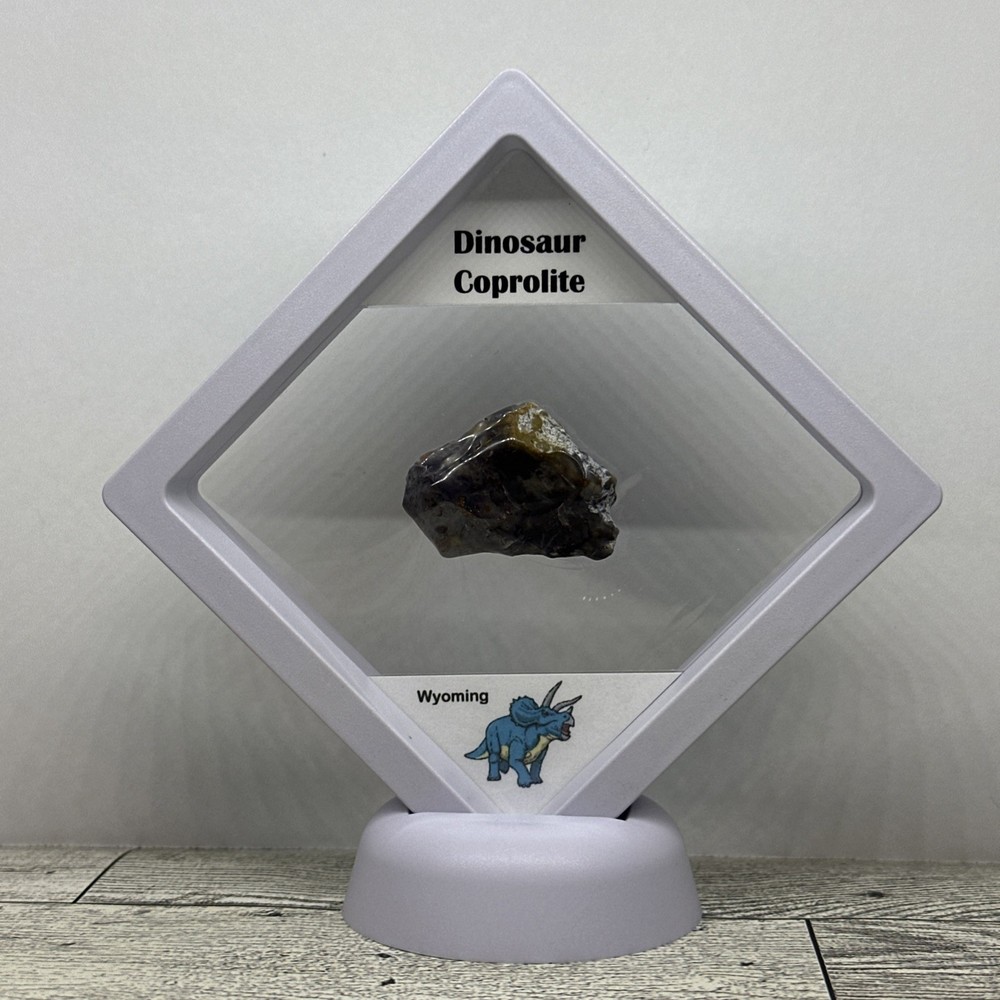 Dinosaur Coprolite (poop) Polished in Display Case