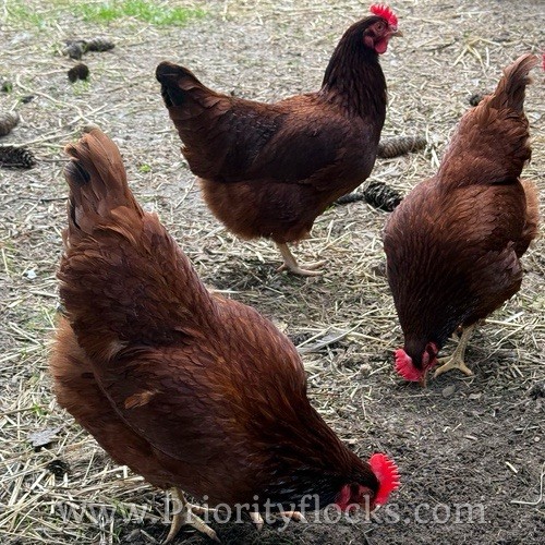 12+ Heritage Rhode Island Red Fertile Hatching Eggs