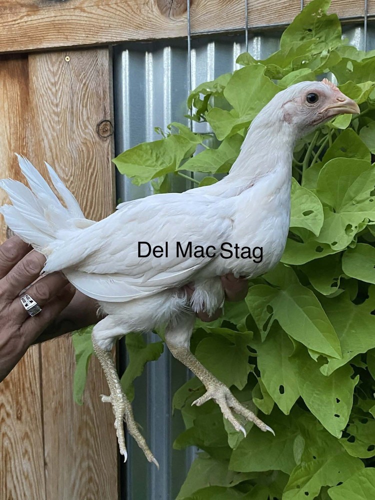 1 Hatching EGGs EGGs