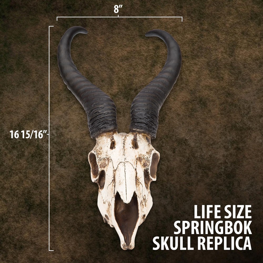 African Springbok Antelope Skull Replica | Cold Cast Polyresin