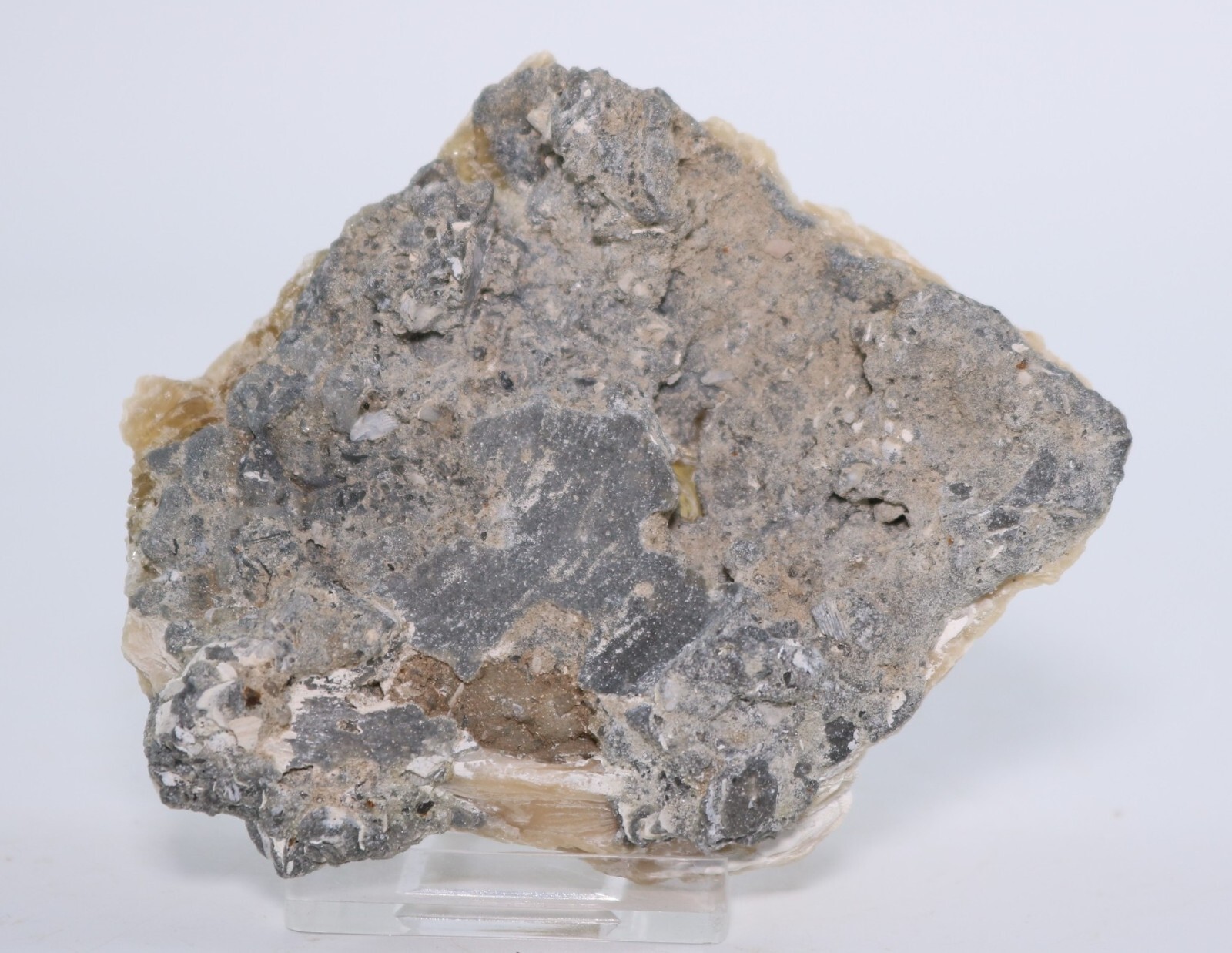 Fossil Clam & Golden Calcite 3.52" Mercanaria Rucks Pit Florida FL COA 6981