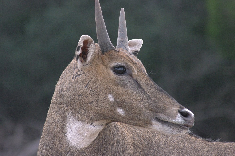 Nilgai Taxidermy Reference Photo Cd