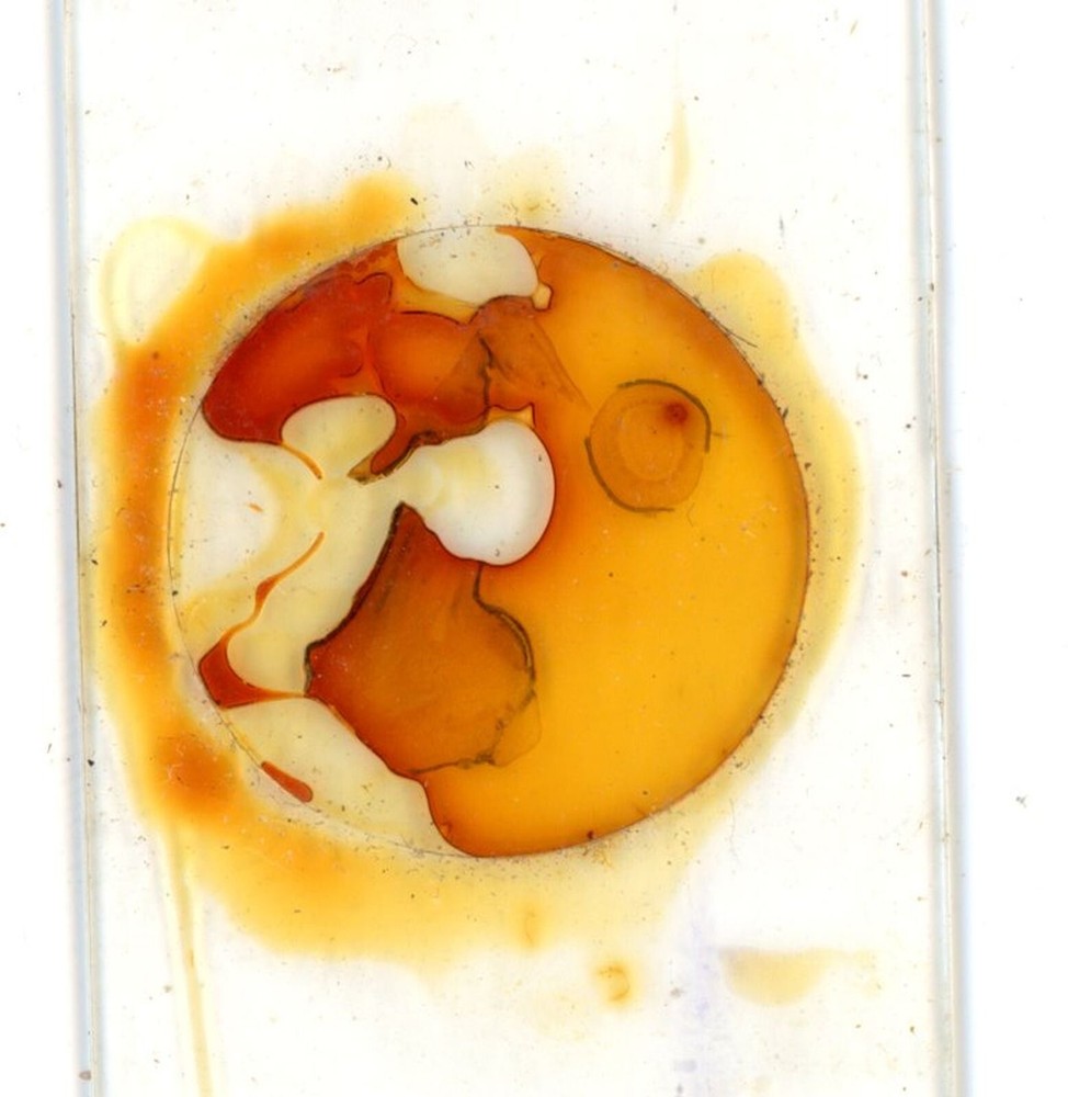 Antique glass Microscope slide Virginia Creeper sample #15