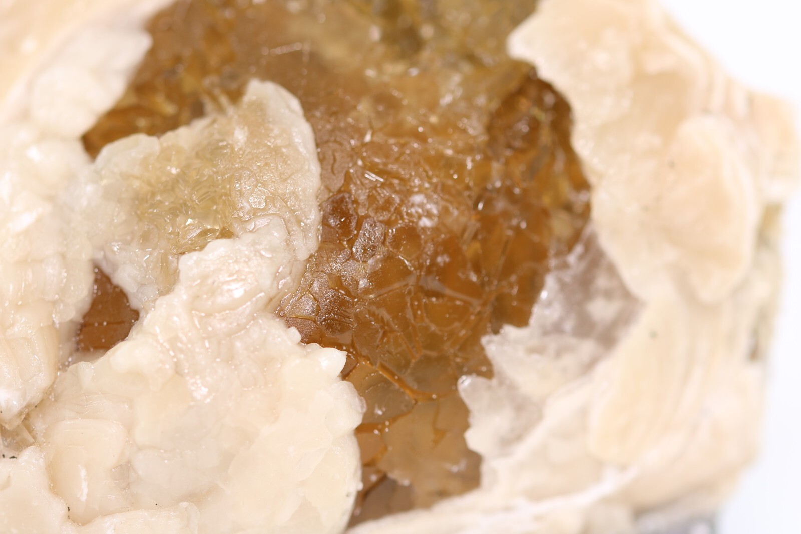 Fossil Clam & Golden Calcite 3.52" Mercanaria Rucks Pit Florida FL COA 6981