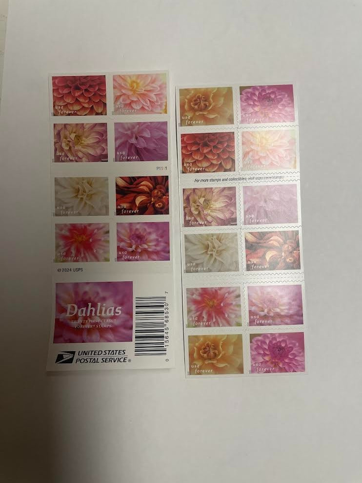 Dahlias--US Postage-Free shipping