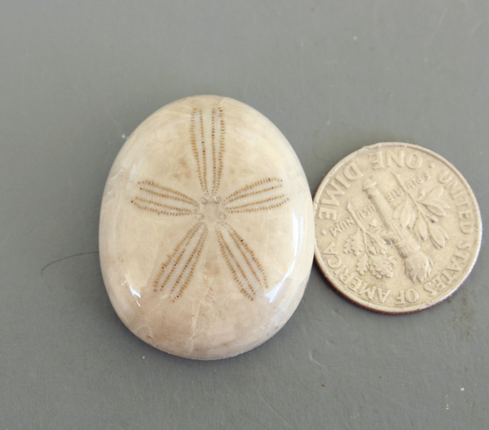 Fossil Sand Dollar Cabochon Beach Theme Choice Jewelry Grade Oligopygus putnami