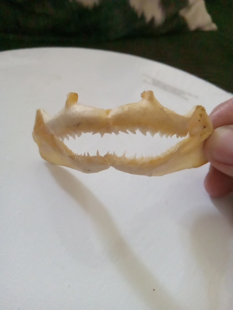 Lizard Sharp Teeth skeleton