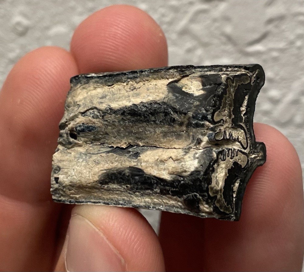 POLISHED HORSE TOOTH FOSSIL SEGMENT