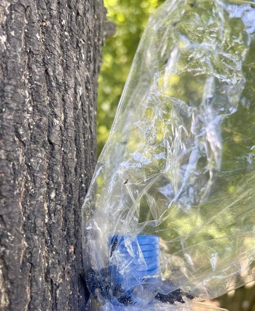 Spotted Lanternfly Trap