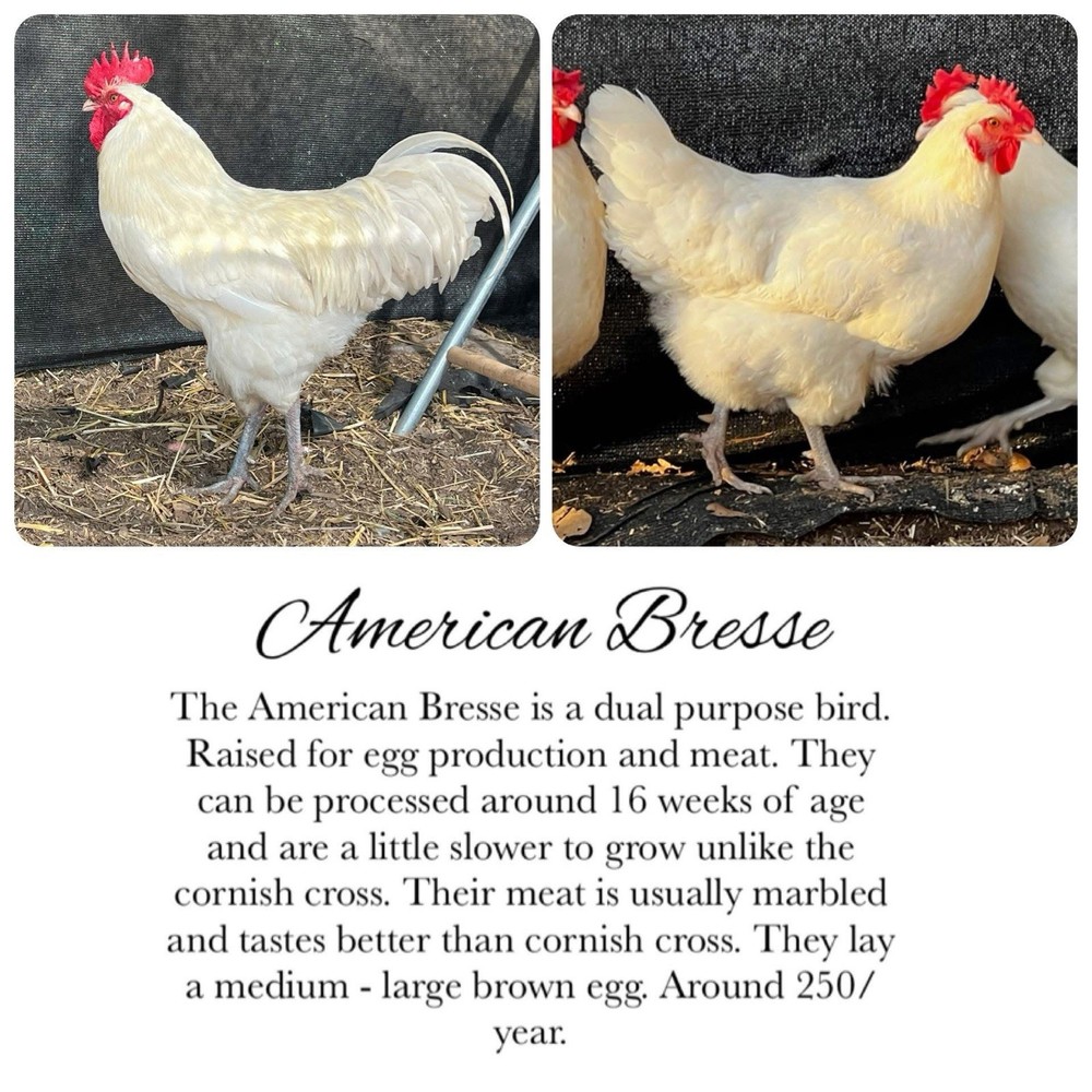 12 American Bresse Hatching Eggs