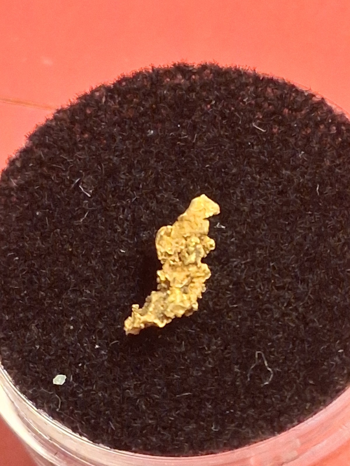 Crystalline Gold Nugget 0.294g from Kansas Twister Paydirt