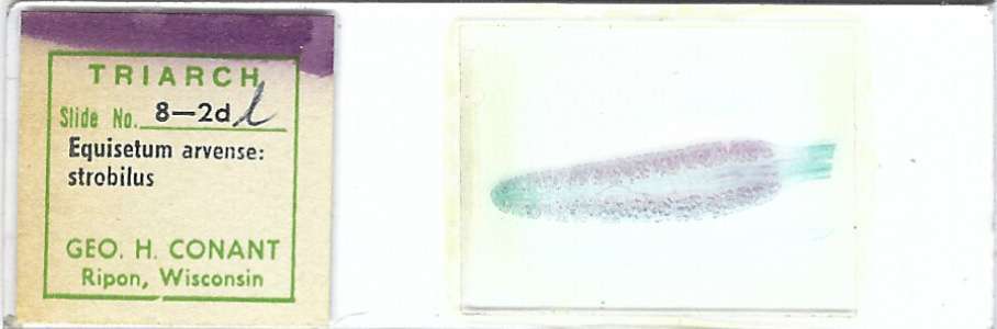 Equisetum arvense Strobilus l.s. Microscope Slide