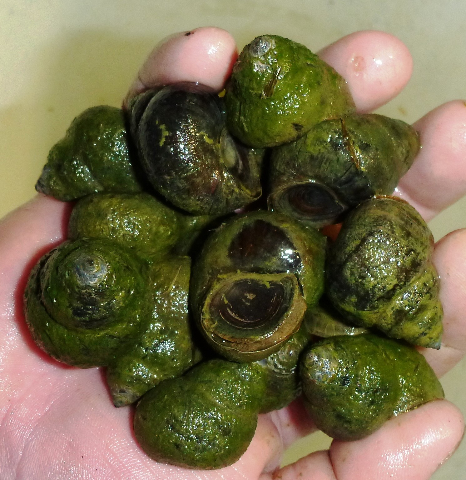 50-Lot Japanese Trapdoor snails algae eaters for koi pond garden pkf