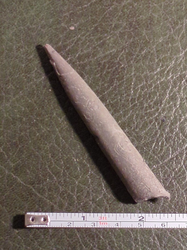 Fossil Belemnite, Jurassic, UK