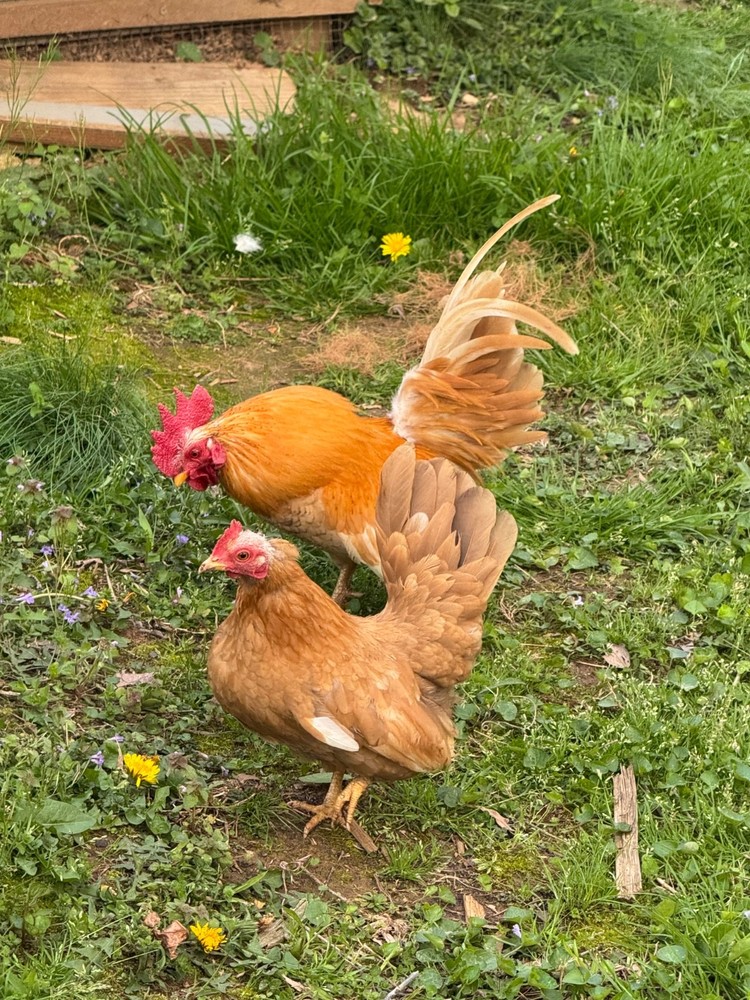 12+ small Quality Serama Chicken Hatching Eggs