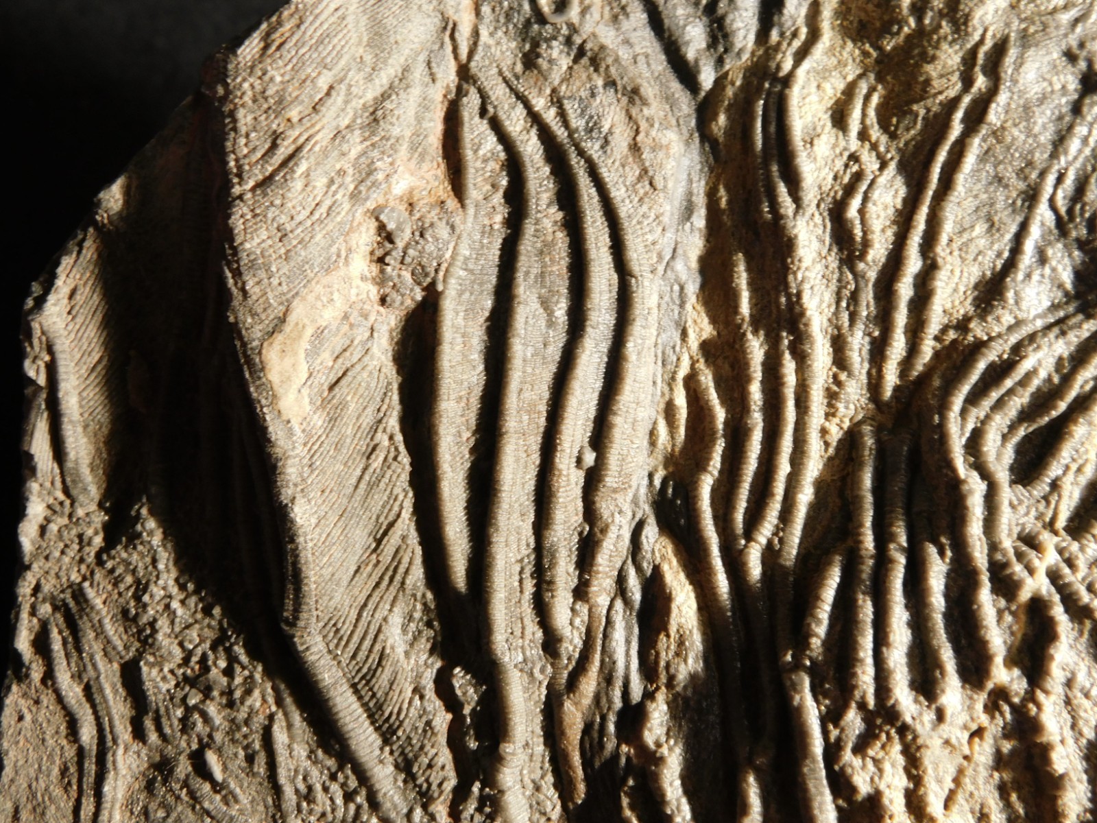 BIG! 430 Million Year Old! CRINOID Fossil or Sea LILY Fossil Morocco 1570gr