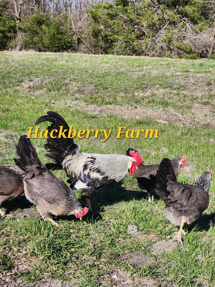 12 Silver Leghorn Hatching Eggs