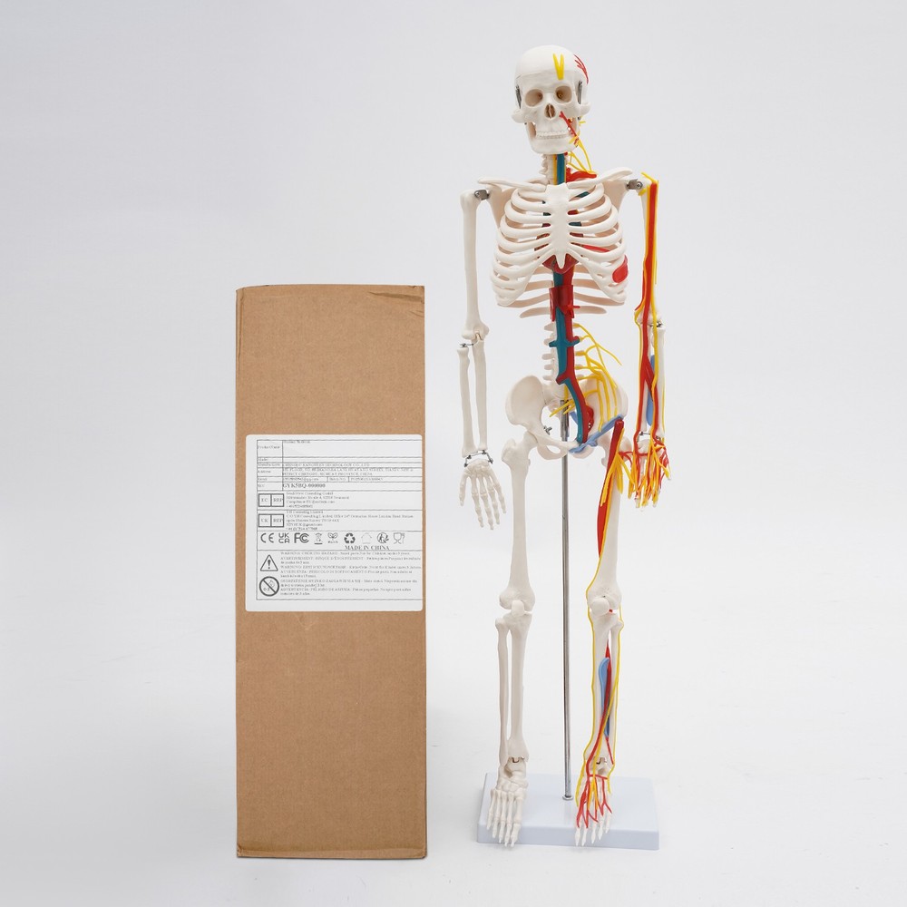 Anatomical Skeleton Model 33.46", Detachable with Blood Vessels & Base
