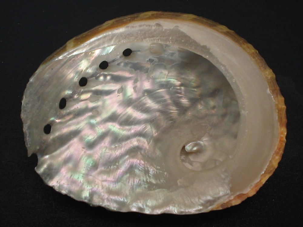 Stunning Pattern...HALIOTIS PATAMAKANTHINI~59.6mm!!~Thailand SEASHELL