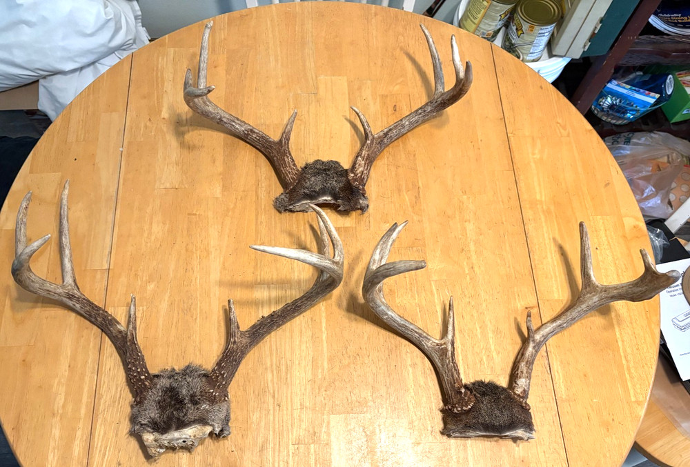 "3" WILD 8 POINT WHITE TAIL ANTLERS,SKULL CAP MOUNTS