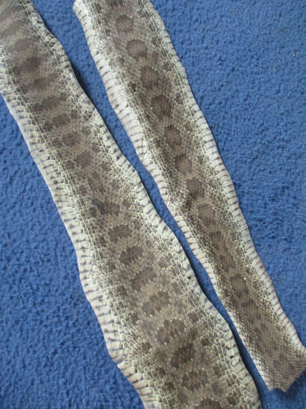 2 rattlesnake skin pieces Snake skin scraps pen blanks small wrap education T20