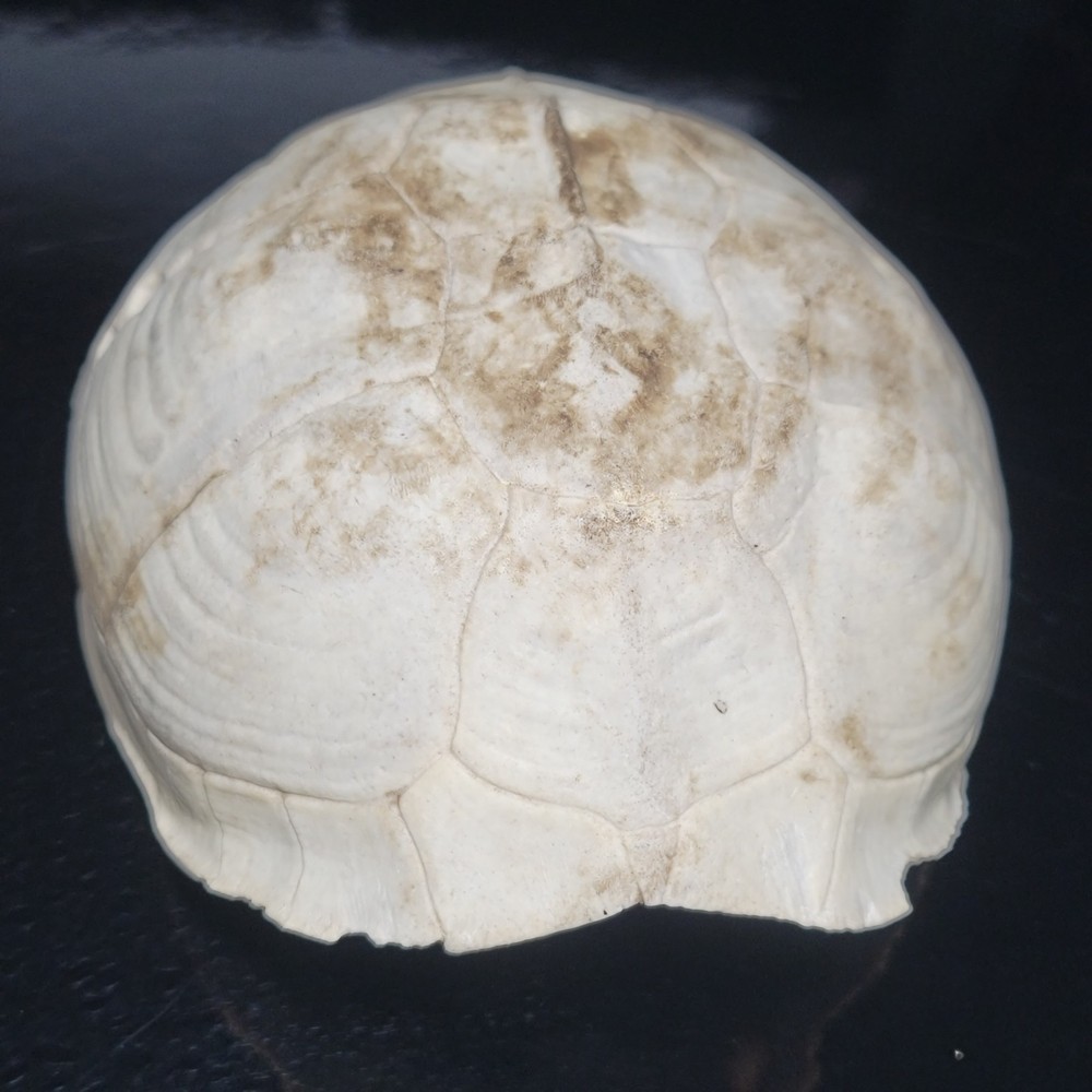 BLEACHED FOSSILIZED REPTILE BONE Skeleton TURTLE SHELL #1