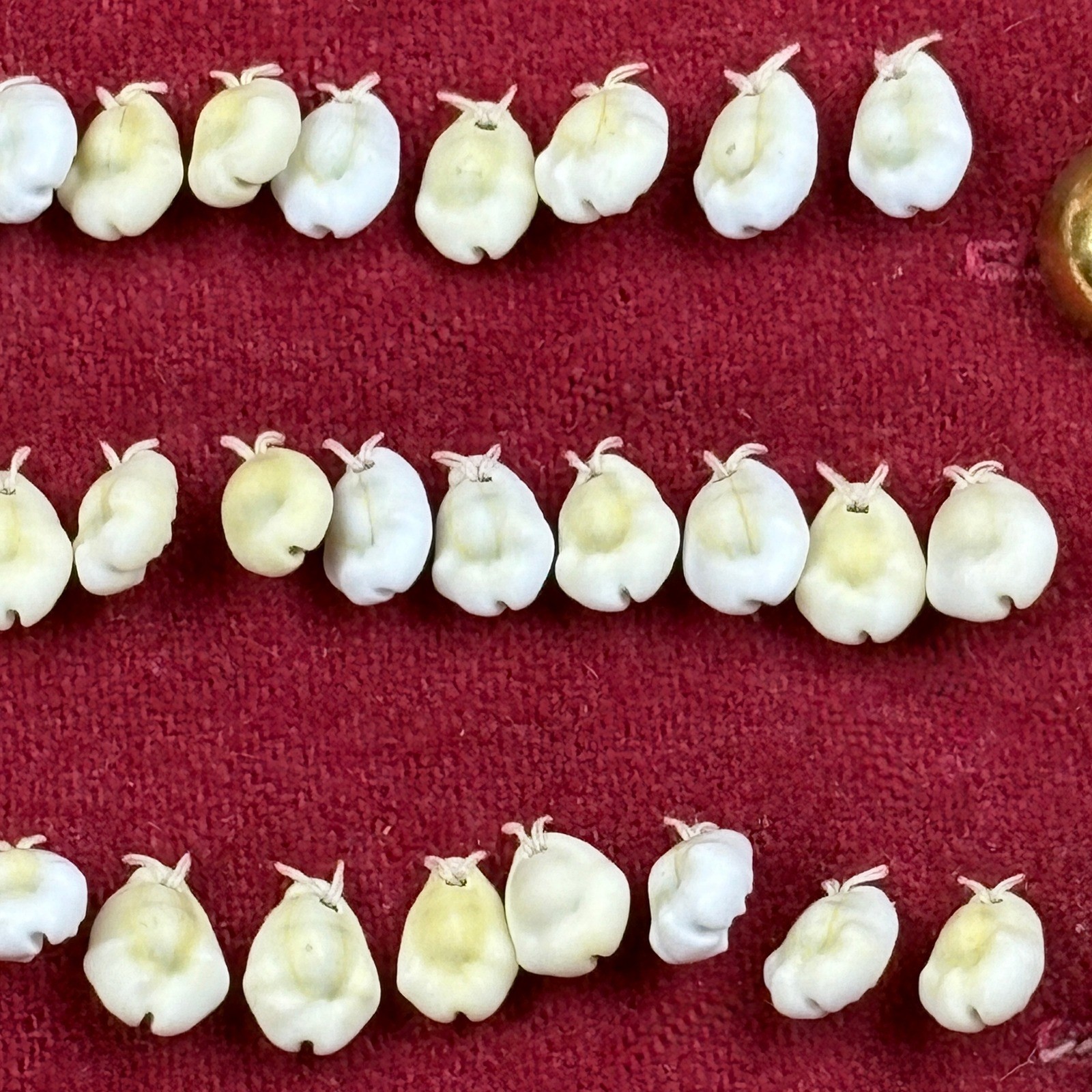 Antique Native American Wool Vest w Old Beaded Detail Cloth Lining Conch Shells