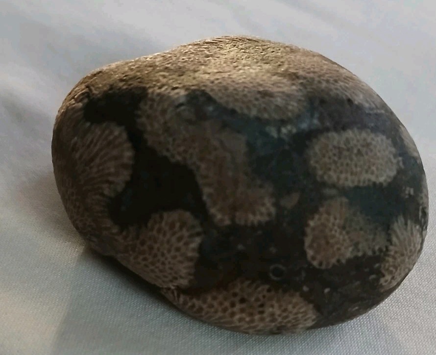 6 pc Lake Michigan Fossils Lot • 1 lb Unpolished Natural Beach Finds