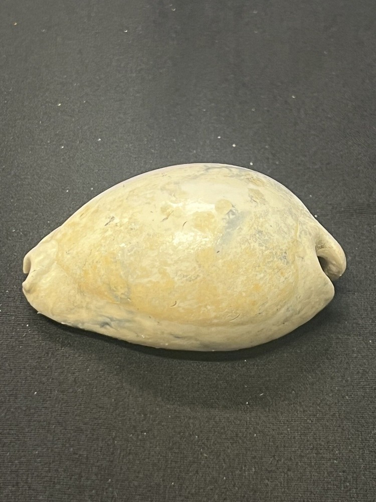 EXTINCT Fossilized COWRIE Shell From Central Florida - Pliocene Era.
