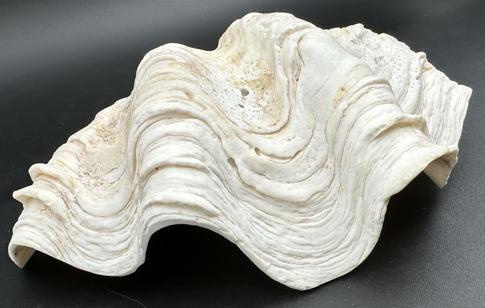 Giant Clam Sea Shell Tridacna Gigas 8 by 5 1/4 Inch Scalloped Natural 610 Grams