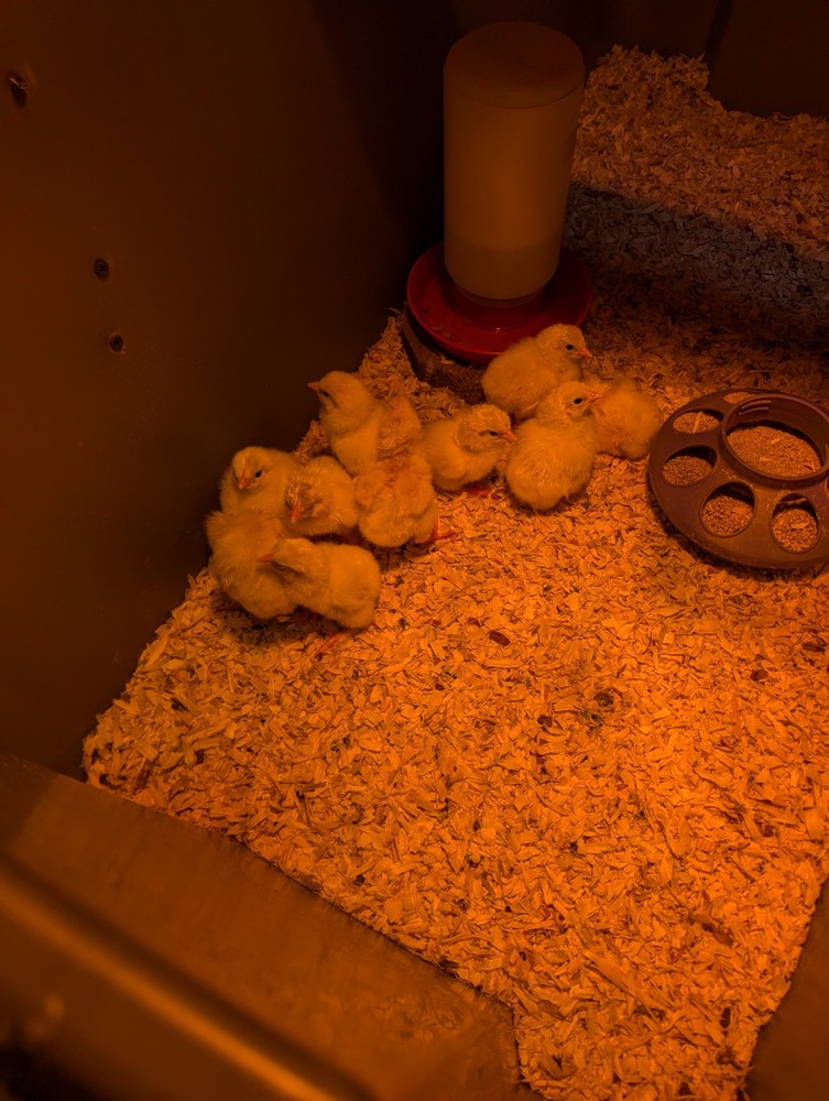 10+ WHITING TRUE GREEN Egger CHICKEN HATCHING EGGS 300+EGGS PER YEAR