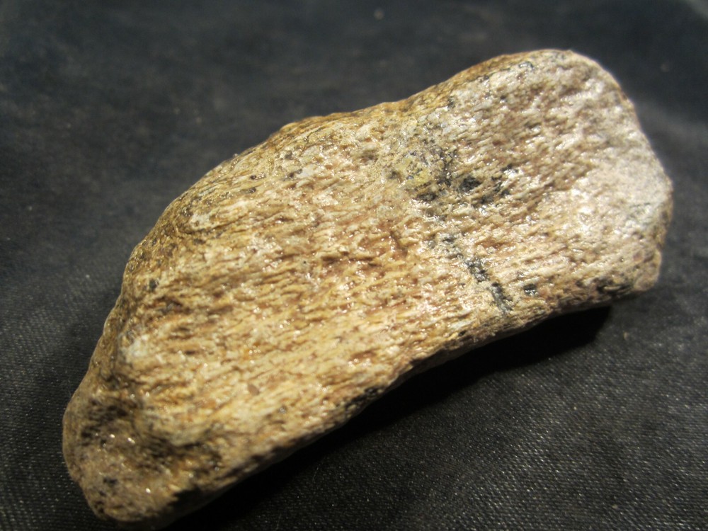 Dinosaur Bone Mosasaur Bone Ozan Formation Texas, US