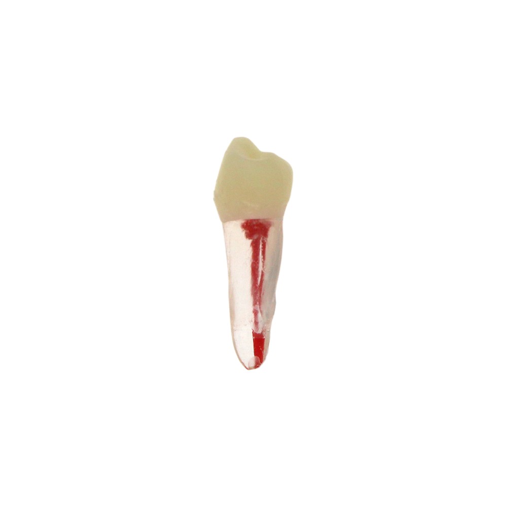 7 Sizes Dental Endodontic Root Canal RCT Practice Endo Teeth Model Pulp Study
