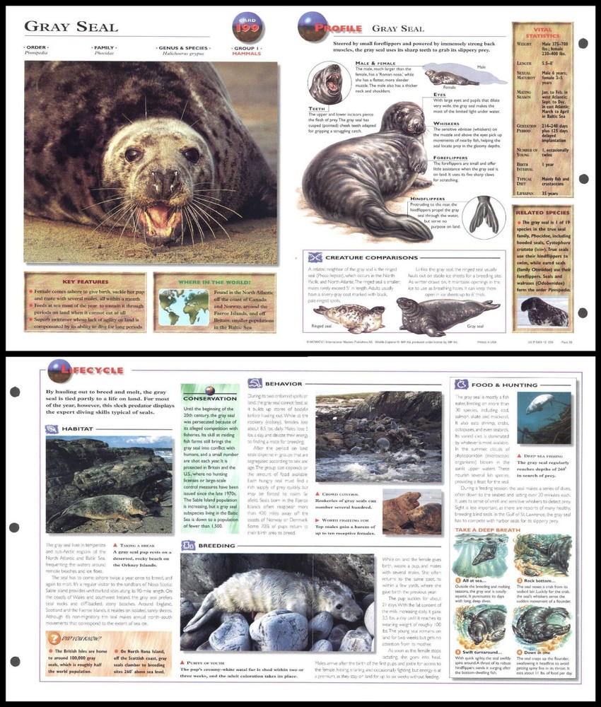 Fold-Out Sheet - Gray Seal - 199