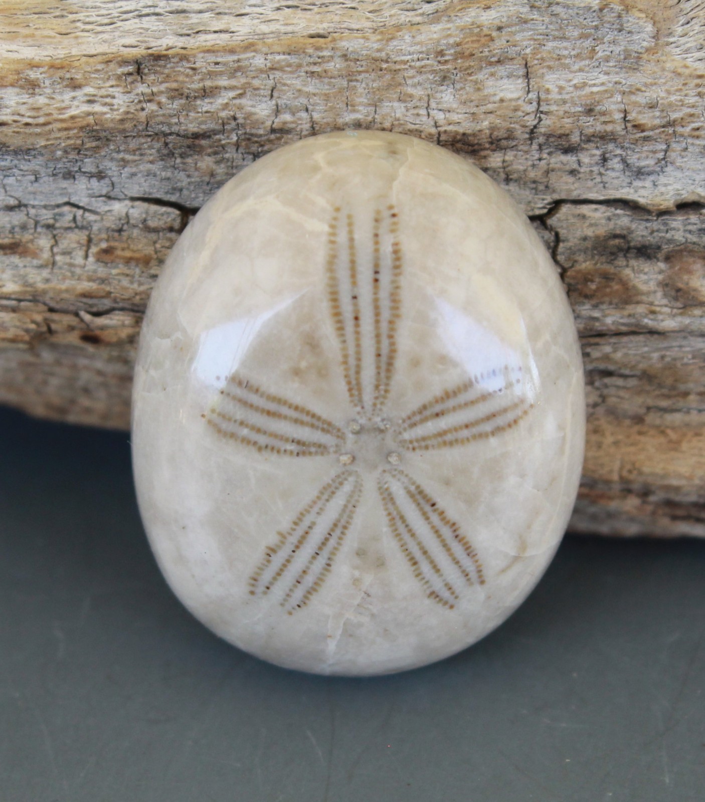 Fossil Sand Dollar Cabochon Beach Theme Choice Jewelry Grade Oligopygus putnami