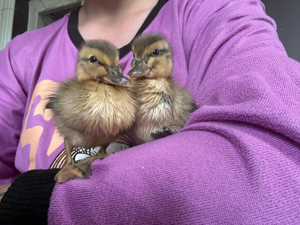 SURPRISE Mixed Chicken, Duck, Goose hatching eggs