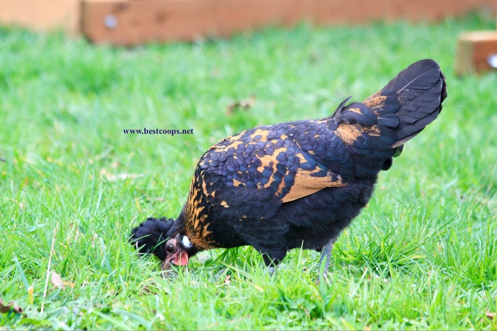6+ Gold Appenzeller Chicken Hatching Eggs
