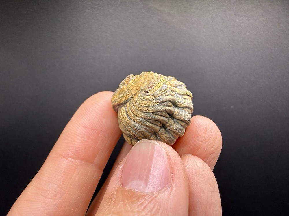 Enrolled Moroccops Trilobite