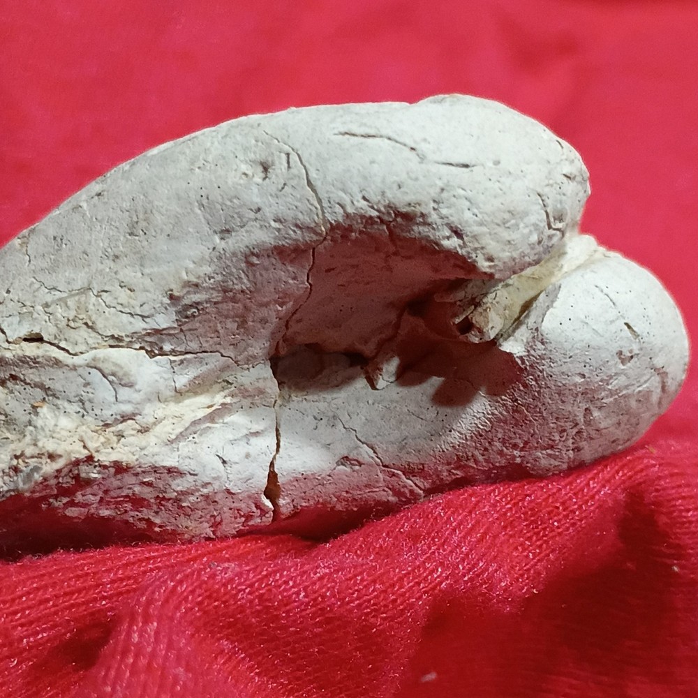 Pelecypod Clam Fossil