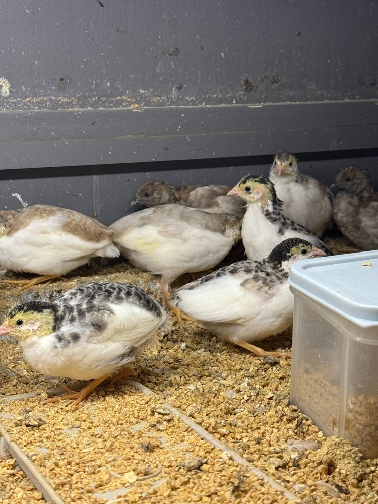40+ Button Quail Hatching Eggs Multiple Colors